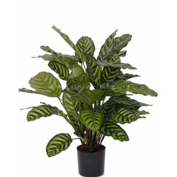 Konstgjord Calathea Makoyana GODE, grön-gul, 65cm