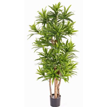 Konstgjord drakträd JEMIMA, naturstammar, grön, 120cm