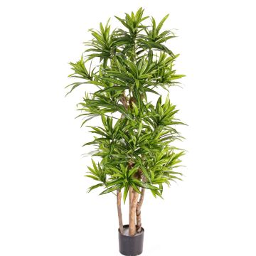 Konstgjord drakträd JEMIMA, naturstammar, grön, 120cm