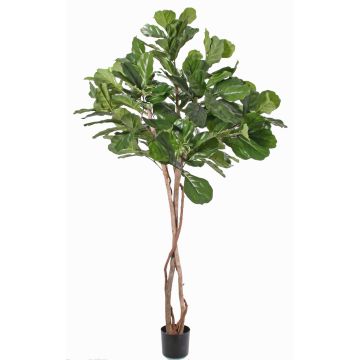 Konstgjord Ficus Lyrata HARVEY, naturstammar, grön, 190cm