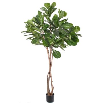 Konstgjord Ficus Lyrata HARVEY, naturstammar, grön, 190cm Konstgjord Ficus Lyrata HARVEY, naturstammar, grön, 190cm