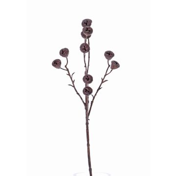 Konstgjord eukalyptusgren BASILIUS med frukter, brun, 60cm Konstgjord eukalyptusgren BASILIUS med frukter, brun, 60cm