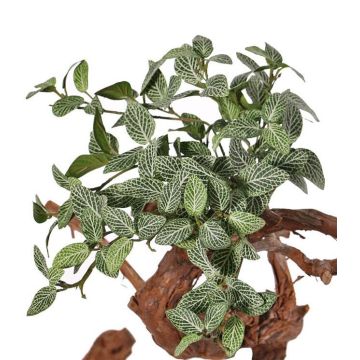 Konstgjord Fittonia NIKLAUS, stickpinne, svårantändlig, grön-vit, 30cm Konstgjord Fittonia NIKLAUS, stickpinne, svårantändlig, grön-vit, 30cm