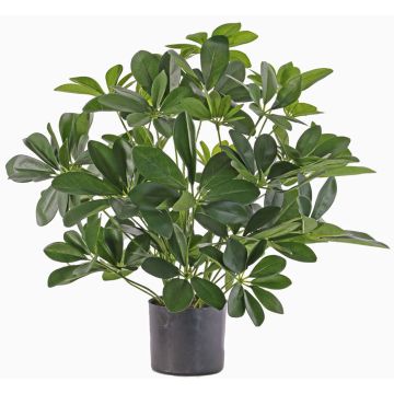 Textil-schefflera LUKAS i dekorativ kruka, grön, 55cm Textil-schefflera LUKAS i dekorativ kruka, grön, 55cm