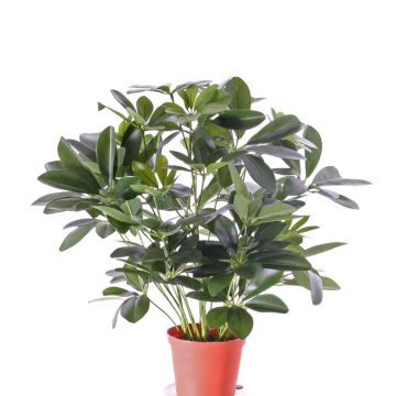 Textil-schefflera LUKAS i dekorativ kruka, grön, 55cm Textil-schefflera LUKAS i dekorativ kruka, grön, 55cm