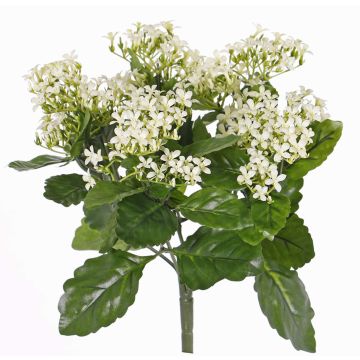 Textil Kalanchoe blossfeldiana LORRE på stativ, crossdoor, vit, 35cm, Ø30cm Textil Kalanchoe blossfeldiana LORRE på stativ, crossdoor, vit, 35cm, Ø30cm