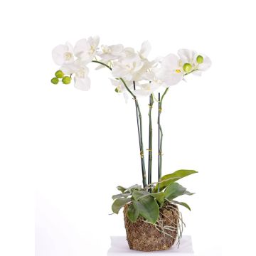 Konstgjord Phalaenopsis-orkidé MARGIT i jordklump, vit, 65cm Konstgjord Phalaenopsis-orkidé MARGIT i jordklump, vit, 65cm