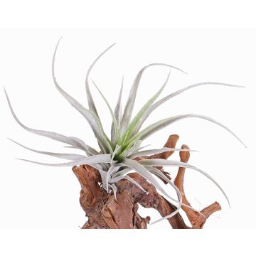 Tillandsia Stricta ADELE i plast på stödpinne, grågrön, 25cm, Ø20cm Tillandsia Stricta ADELE i plast på stödpinne, grågrön, 25cm, Ø20cm