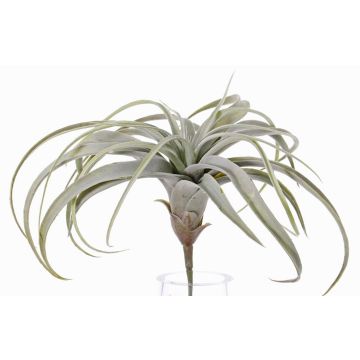 Tillandsia Xerographica ANELIA i plast på stödpinne, grågrön, 30cm Tillandsia Xerographica ANELIA i plast på stödpinne, grågrön, 30cm