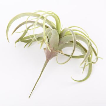 Tillandsia Xerographica ANELIA i plast på stödpinne, grågrön, 30cm