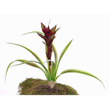 Konstgjord Guzmania ANELY med blommor, på pinne, röd, 40cm Konstgjord Guzmania ANELY med blommor, på pinne, röd, 40cm