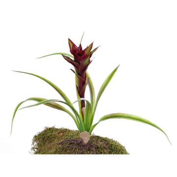 Konstgjord Guzmania ANELY med blommor, på pinne, röd, 40cm Konstgjord Guzmania ANELY med blommor, på pinne, röd, 40cm