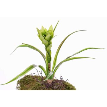 Konstgjord Guzmania ANELY med blommor, på stativ, grön, 40cm Konstgjord Guzmania ANELY med blommor, på stativ, grön, 40cm
