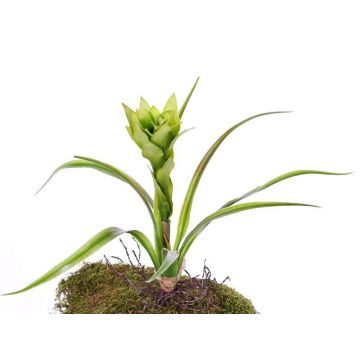 Konstgjord Guzmania ANELY med blommor, på stativ, grön, 40cm Konstgjord Guzmania ANELY med blommor, på stativ, grön, 40cm