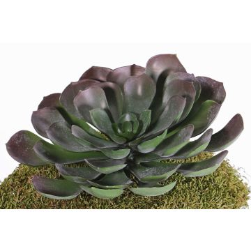 Konstgjord Aeonium BARBARA på stativ, röd-grön, 15cm, Ø25cm