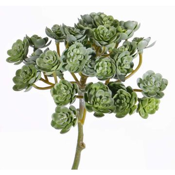 Konstgjord Echeveria macdougallii BLAIR på pinne, grön, 20cm, Ø10cm Konstgjord Echeveria macdougallii BLAIR på pinne, grön, 20cm, Ø10cm