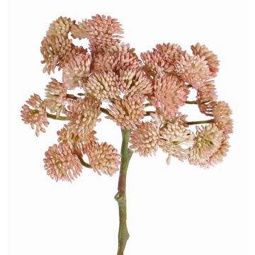 Plast Sedum rubrotinctum DANICA, rosa, 20cm, Ø10cm