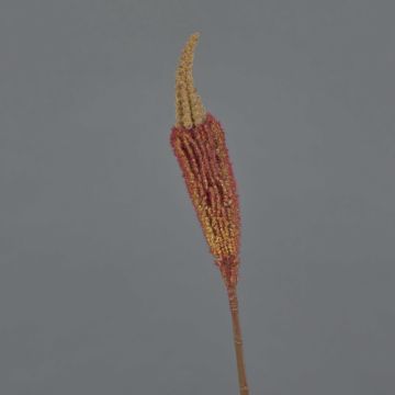 Textil Bulbinella TALUNA, brunröd, 65cm, Ø4cm Textil Bulbinella TALUNA, brunröd, 65cm, Ø4cm