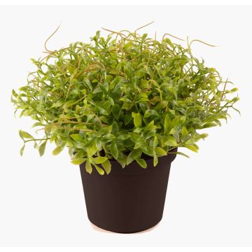 Konstgjorda örter trädgårdskrasse YANIS, grön, 13cm