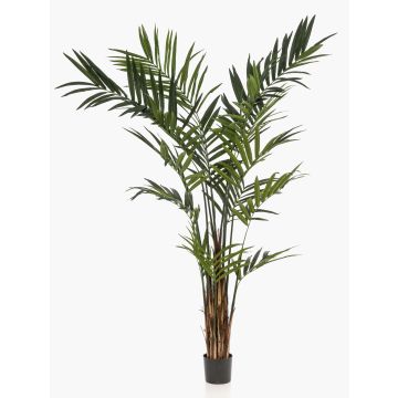 Konstpalm XXL Kentia-palm TIRO, 270cm