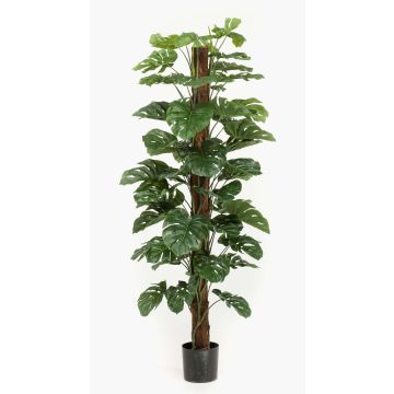 Konstväxt Philodendron Monstera Deliciosa LASO, 180cm