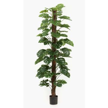 Konstväxt Philodendron Monstera Deliciosa LASO, 210cm Konstväxt Philodendron Monstera Deliciosa LASO, 210cm