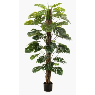 Dekorationsväxt Philodendron Monstera Deliciosa TILA, 150cm Dekorationsväxt Philodendron Monstera Deliciosa TILA, 150cm