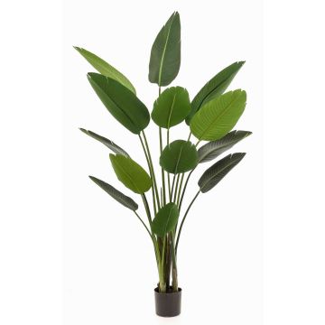 Konstväxt Strelitzia PAVLOVA, grön, 190cm Konstväxt Strelitzia PAVLOVA, grön, 190cm