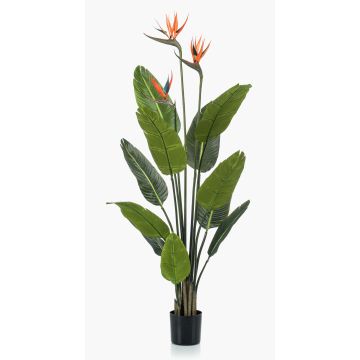 Konstgjord strelitzia TAPIES, orange-violett, 120cm