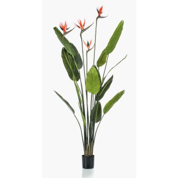 Konstgjord strelitzia TAPIES, orange-violett, 150cm