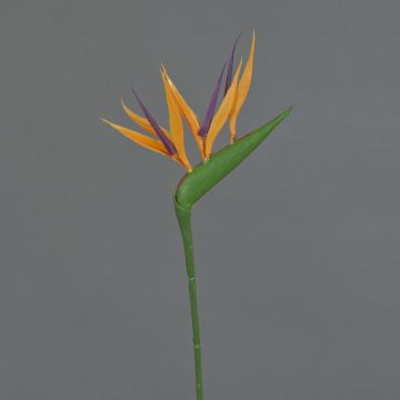 Konstblomma Strelitzia ZETKIN, orange-violett, 65cm, 11x12cm