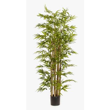 Konstgjord bambu HIKITO, äkta stammar, 175cm Konstgjord bambu HIKITO, äkta stammar, 175cm