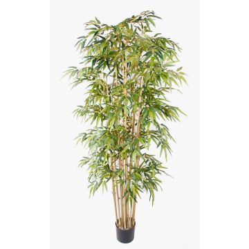 Konstgjord bambu HIKITO, äkta stammar, 205cm Konstgjord bambu HIKITO, äkta stammar, 205cm
