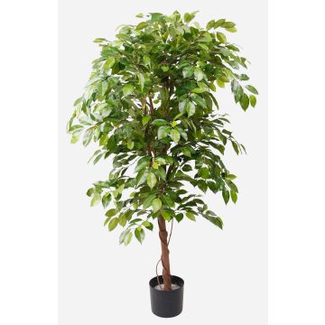 Konstgjord Ficus Benjamini BARTOLO, äkta stam, grön, 140cm Konstgjord Ficus Benjamini BARTOLO, äkta stam, grön, 140cm