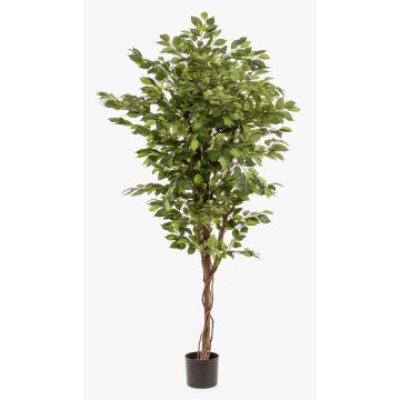 Konstgjord Ficus Benjamini BARTOLO, äkta stam, grön, 170cm Konstgjord Ficus Benjamini BARTOLO, äkta stam, grön, 170cm