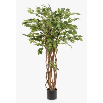 Konstgjord Ficus Benjamina CARLOH, äkta stammar, grön, 140cm Konstgjord Ficus Benjamina CARLOH, äkta stammar, grön, 140cm