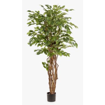 Konstgjord Ficus Benjamina CARLOH, äkta stammar, grön, 170cm Konstgjord Ficus Benjamina CARLOH, äkta stammar, grön, 170cm