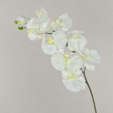 Stor konstgjord blomma, Phalaenopsis-orkidégren ANAT, vit, 95cm, Ø9-11,5cm