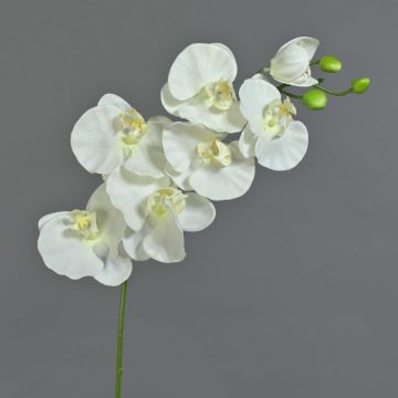 Konstgjord Phalaenopsis-orkidégren BASTET, vit, 75cm, Ø9-11cm Konstgjord Phalaenopsis-orkidégren BASTET, vit, 75cm, Ø9-11cm