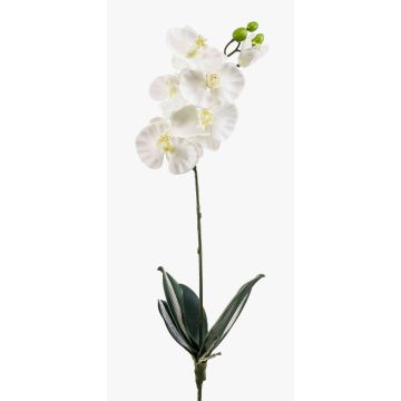Konstgjord Phalaenopsis-orkidé ISIS, stödpinne, vit, 60cm