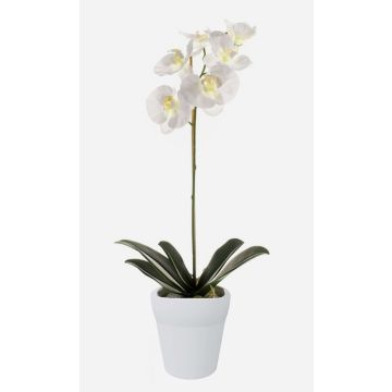 Konstgjord Phalaenopsis-orkidé ISIS, keramikkruka, vit, 55cm