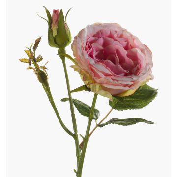 Plastros CESCA, rosa, 40cm, Ø9cm Plastros CESCA, rosa, 40cm, Ø9cm