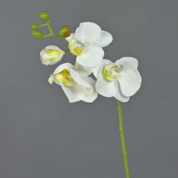 Konstgjord Phalaenopsis-orkidé, gren MINA, vit, 55cm, Ø7-8cm Konstgjord Phalaenopsis-orkidé, gren MINA, vit, 55cm, Ø7-8cm