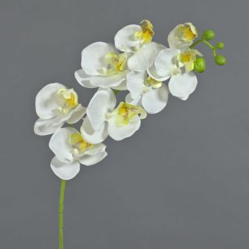 Konstgjord Phalaenopsis-orkidé, gren MINA, vit, 60cm, Ø7-8cm Konstgjord Phalaenopsis-orkidé, gren MINA, vit, 60cm, Ø7-8cm
