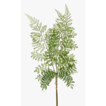 Dekorativt blad, sköldfarn HALIMA, grönt, 60cm