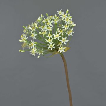 Konstgjord alliumblomma BRAIS, vit, 90cm, Ø24cm Konstgjord alliumblomma BRAIS, vit, 90cm, Ø24cm