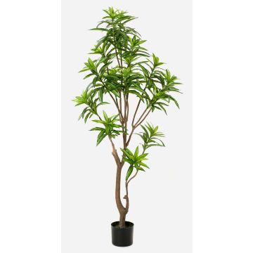 Konstgjord träd Dracaena Reflexa Jamaica OSAKA, grön, 155cm