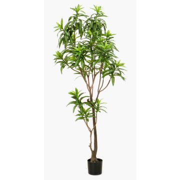 Konstgjord träd Dracaena Reflexa Jamaica OSAKA, grön, 190cm