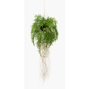 Konstfarn, Bostonfarn, blomhängare NILO, jordklot, rötter, 70cm, Ø35cm