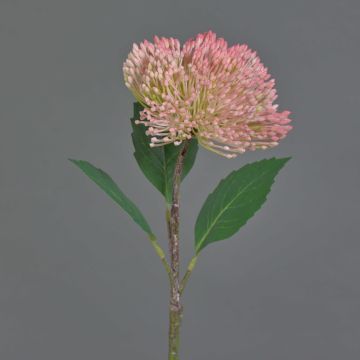 Plastblomma Sedum telephium blomma JICAMA, rosa-vit, 45cm, Ø12cm
